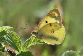 <p>ŽLUŤÁSEK ČIČOREČKOVÝ (Colias hyale) ---- /Pale clouded yellow butterfly - Goldene Acht/</p>